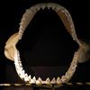 見応えがあったのは古生物メガロドンの歯の模型だけであった(笑)