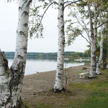 白樺並木が美しい