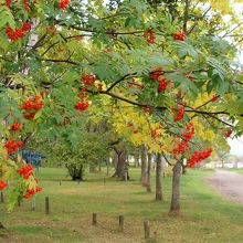 赤い実を付け始めたナナカマド