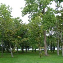 木々が鬱蒼として遮断してくれます