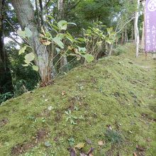 本丸土塁の一部