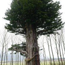 突如現れる立派な松の大木。見ごたえ満点です。