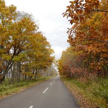 湖ヘ向かう道路は、紅葉のトンネル状態でとっても綺麗でした。