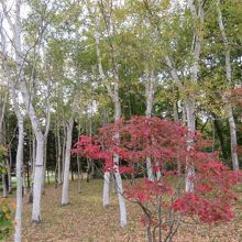 森林があります