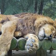 楽しめる動物園