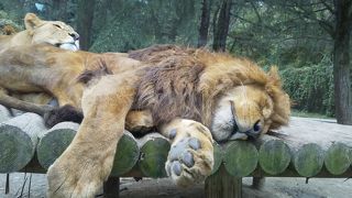 楽しめる動物園