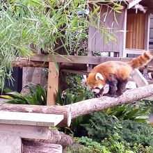 行ったり来たり、元気なアライグマ