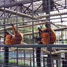 元気に走り回るアカエリマキイツネザル