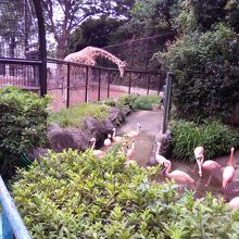 キリンとフラミンゴ