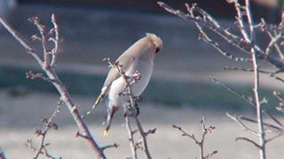 キレンジャクが見られました。