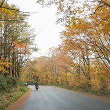 紅葉の林の中を走り抜ける