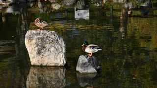 祇園さんと知恩院さんに挟まれた円山公園