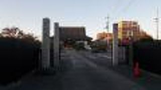 境内の保存の松が素晴らしいです。