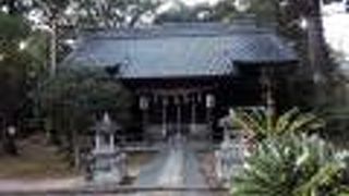 巨大な楠木は圧巻です