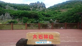 やんばるの森でハイキング