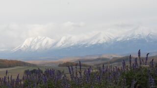 花畑は終わってましたが冠雪した十勝連山の素晴らしい景色が見れました