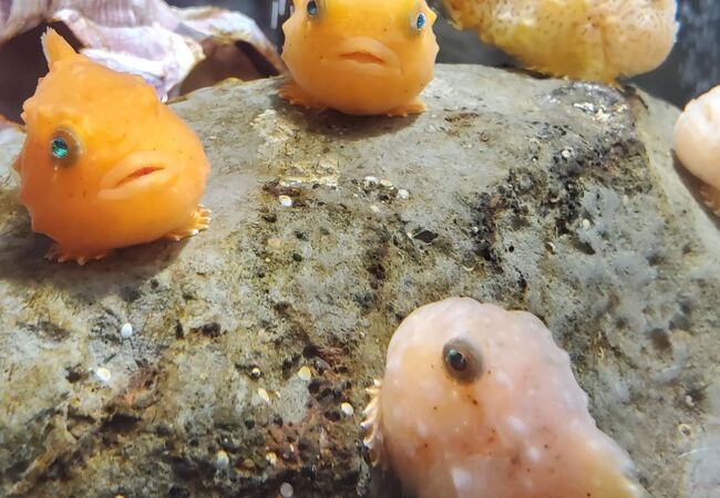 淡水魚メインの水族館です