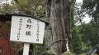 存在感がある木です