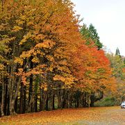 紅葉期の駐車場