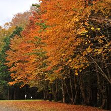 敷き詰められた紅葉
