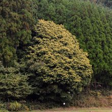 背景と色が違う