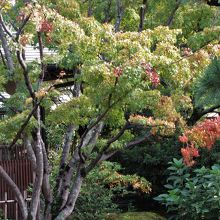 和室からの眺め