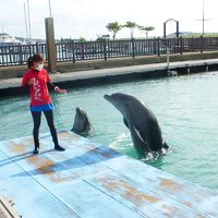 プログラムに参加するとイルカが間近で見られます。