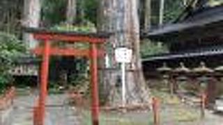 樹齢約700年だそうです