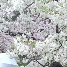 春の嵐の桜見物でしたが綺麗でした。