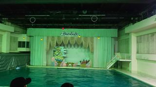 イルカショーは必須