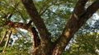 清水谷家の巨大な椋の木