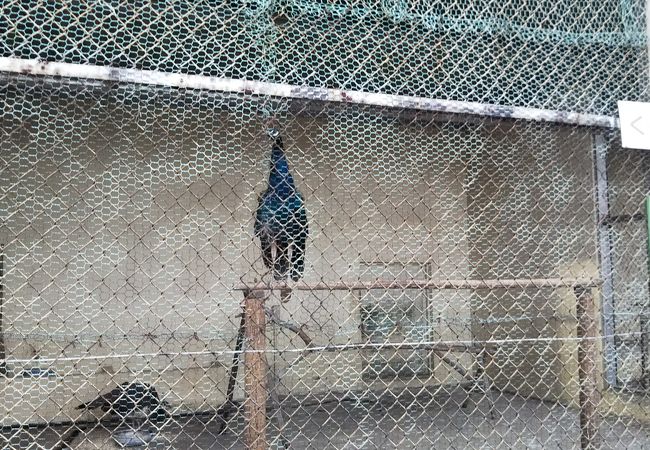 小倉公園小動物園 クチコミ アクセス 営業時間 美濃市 フォートラベル