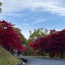 道路わきのもみじ