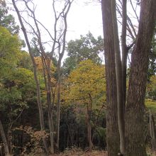 登山道中の紅葉し始め