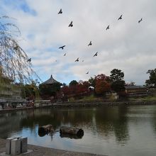 蛙はいないけれど鳥はいる風景