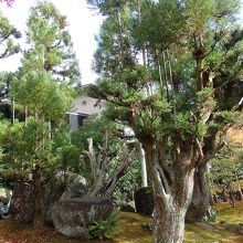 しょうざん庭園北山台杉