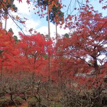 しょうざん庭園紅葉