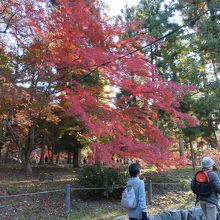 ぶらぶら歩くだけでも紅葉狩り