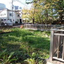 上野毛自然公園の湿地帯