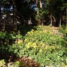 上野毛自然公園のツワブキ