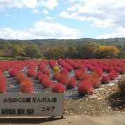 花と古民家、釜房ダムを望む国営公園