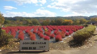 花と古民家、釜房ダムを望む国営公園