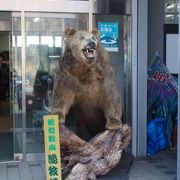 ヒグマを見ることができます