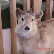 鹿さんに見つめられました（剥製）