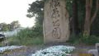 松並木がきれいです