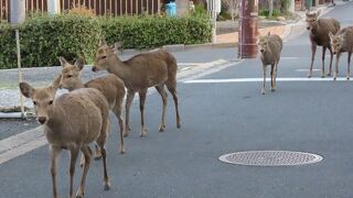 どこでもいます