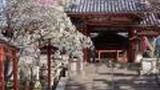 桜が咲き始めていました