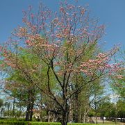 バーベキューができる公園