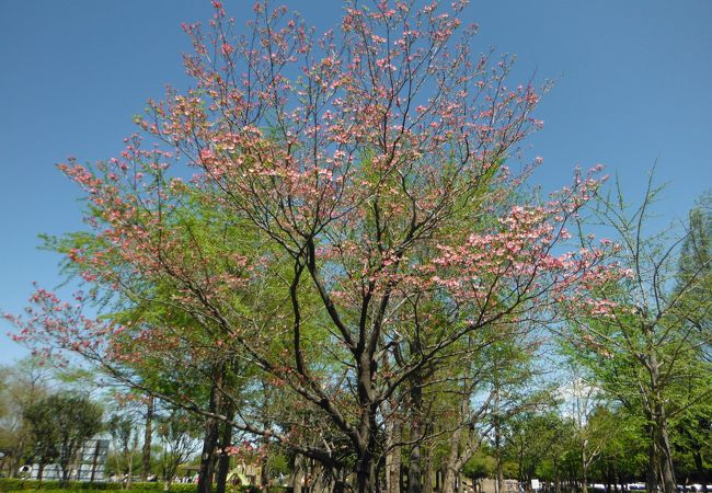 県営みさと公園 クチコミ アクセス 営業時間 三郷 吉川 フォートラベル 県営みさと公園 クチコミ アクセス 営業時間 三郷 吉川 フォートラベル
