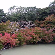 11月上旬の池の様子